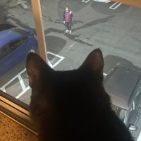 Bafflegabs! (@bafflegabs) 's Twitter Profile