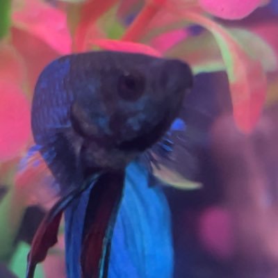 NoahTheRaptr's profile picture. he/him