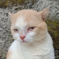 meowgh (@n0turch0ice) 's Twitter Profile Photo meowgh (@n0turch0ice) 's Twitter Profile Photo