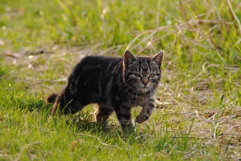 KittenCare1's profile picture. Vereniging Kitten Care is opgericht met als doel, op een humane manier bij te dragen aan het terugdringen van (zwerf)katten en kittens.