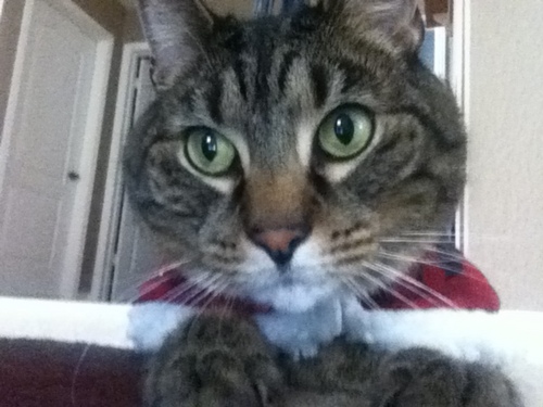 LuckyTheCat_'s profile picture. Hmu lady cats (;