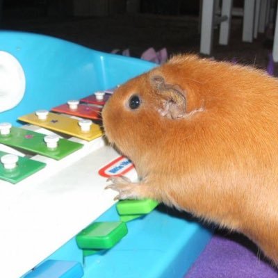 ginihada's profile picture. 