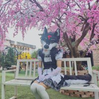 SóiKon (@sillywolf_4) 's Twitter Profile