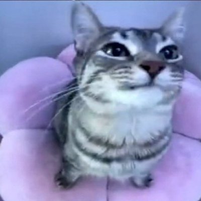 Flower Cat Profile