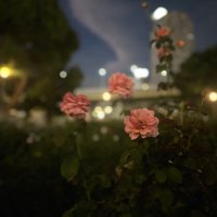 はな🫧 (@xx__rose__) Twitter profile photo