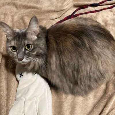 aineko_lucha's profile picture. 愛猫るちゃ♀とのおこもり生活ブログを書いています。ただただ猫愛でたい🐾自TLを猫で溢れさせたい🐈‍⬛無言フォロー失礼します🙇‍♀️逆に無言フォローRTリポスト大歓迎👍お話しはコメント欄でしましょうDM閉じます🙏 #猫好き #猫のいる暮らし #猫かわいい #本好き #おうちすき #平和なTL望む🕊️