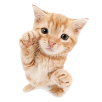 stick-o (@onigiriicat) 's Twitter Profile