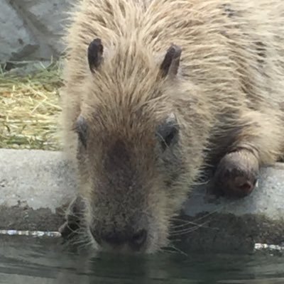 salt_apple24's profile picture. 新規スノ担⛄️/目黒蓮最推し🖤🦞/9人でわちゃわちゃしてる姿を見ていたい箱推し/30↑/FC会員/福島/同担・他担拒否なし。楽しく仲良くをモットーに。よろしくお願いします🙇‍♀️      ヘッダーはメーコ様(@me__eeco)