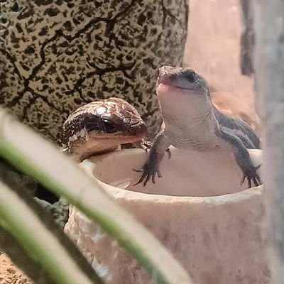 KibouTaiyou's profile picture. 小さな家族に癒される毎日です
ニホントカゲ　カナヘビ　アマガエルとくらしています