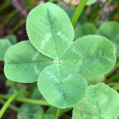 sato_in_Japan's profile picture. 🍀山下七子さんを応援してます♬🦭🦭🌈🌈 獅子座、A型、MBTIはINTJ-A(建築家)