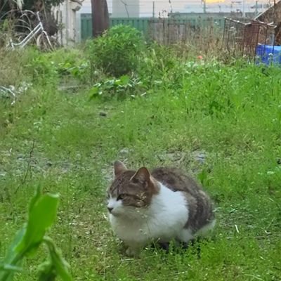 秋田住みの毒垂れ流し垢(´ノ`*)通知は無しがオススメです。活動時間帯は主に19-翌01時ころです
すごい時代に生まれたもんだ……。