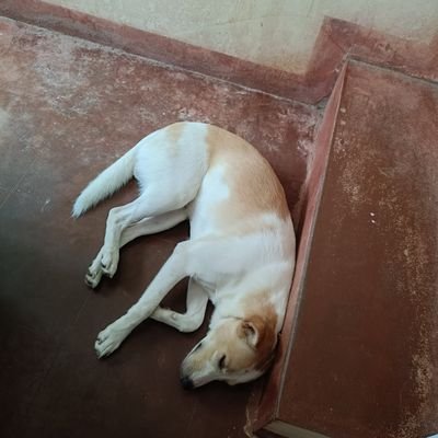 SUPPORTMAIN8's profile picture. 