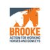 Brooke 🐴🧡 (@thebrooke) Twitter profile photo Brooke 🐴🧡 (@thebrooke) Twitter profile photo