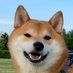 こむ犬🐾/しば犬こむぎ🐕✨ (@8wpw5rcf9wcfjrq) Twitter profile photo
