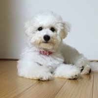 ミルキーとお母ちゃん (@4mugxtubcm36326) Twitter profile photo