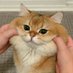 😺 (@tycilea) Twitter profile photo 😺 (@tycilea) Twitter profile photo