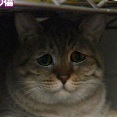 I_am_mofuzo's profile picture. 会社のお金を数えることで、国民経済の健全な発展に寄与するお仕事をしています。 レート2700〜3000