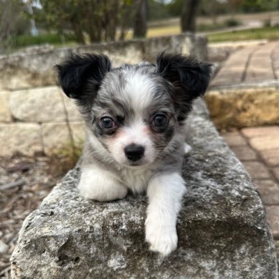 dg1740's profile picture. Jesus is Lord! mom, grandma, married to a 21 yr Veteran ❤️ #KAG #Trump2024NowMoreThanEver, #SaveTheChildren, #StoptheSteal 🚫CCP in the USA, DM=insta block