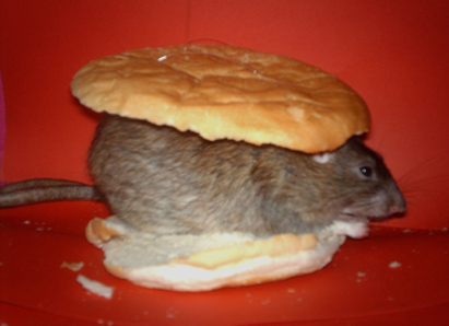 rescuing rodents one rats at a time!