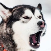 Hamilton Huskies Tennis (@hhshuskytennis) 's Twitter Profile Photo Hamilton Huskies Tennis (@hhshuskytennis) 's Twitter Profile Photo