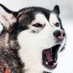 Hamilton Huskies Tennis (@hhshuskytennis) Twitter profile photo Hamilton Huskies Tennis (@hhshuskytennis) Twitter profile photo