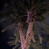 ( ابوضاري الشمراني ) (@darernq) 's Twitter Profile