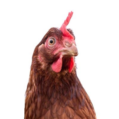 jflauze's profile picture. Suivez l'actualité politique sous l'angle de la gripe aviaire