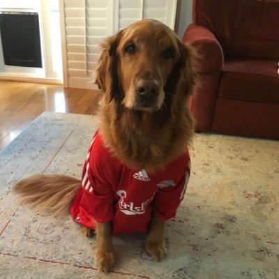 toxic_averse's profile picture. Husband, father, grandfather, lover of Daisy Mae and anything related to Liverpool Football Club. #YNWA