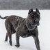 PresaCanario (@presa_canarios) Twitter profile photo PresaCanario (@presa_canarios) Twitter profile photo