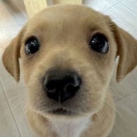 nn สารพัดรับจ้าง☘️ (@nnforbibi) 's Twitter Profile Photo