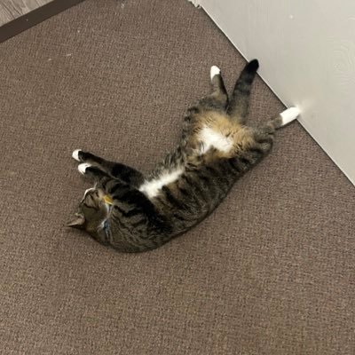 Stat_Padding's profile picture. Lover of Balls, Player of Games
