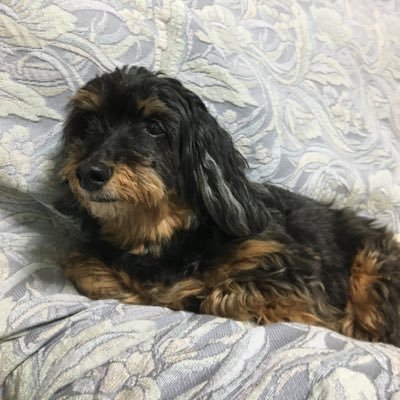 bagroly_1's profile picture. たいやき(@taiyaki_nougaku)の縮小 過激思想 鬱ツイ がちでミュート推奨 特大病み 闇 時々趣味