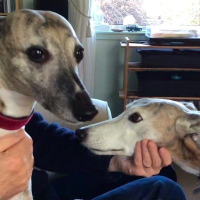 Sisfur of the lovely Bertie who went OTRB 🌈 on 1/2/23. We’re carrying on his campaign to end cruel greyhound racing & animal abuse.