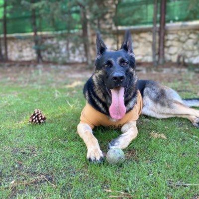 SergioVicen7e's profile picture. 