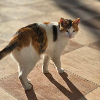 HassanAbuKayan's profile picture. تحيا فُِـلََسِْـ𓂆ـطِِيَنِ🇵🇸