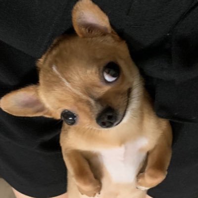 poisedmgc's profile picture. unfiltered thoughts of a virgo