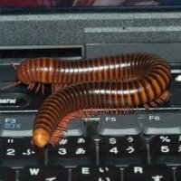 5 bugs eaten (@ieatbugggss) 's Twitter Profile Photo 5 bugs eaten (@ieatbugggss) 's Twitter Profile Photo