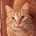Zuco ๐ฝ (@zucothecat) Twitter profile photo Zuco ๐ฝ (@zucothecat) Twitter profile photo