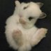 솜뭉치 (@somsom0830) Twitter profile photo 솜뭉치 (@somsom0830) Twitter profile photo