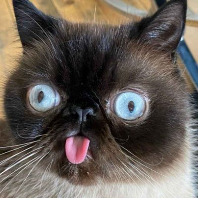 benni_Voodoo's profile picture. 🇦🇹❤🇦🇹      
NFT&CRYPTO/MEME💰💶
The Mane Net ❤
Loaded Lions 👑🦁
Dark Lions 🖤🦁
Cyber Cubs 🕹🦁
Manecity 🏞 TheMoneyKids🤑💶