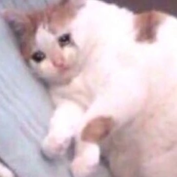 axa464's profile picture. Not a reply guy but not NOT a reply guy, yk?