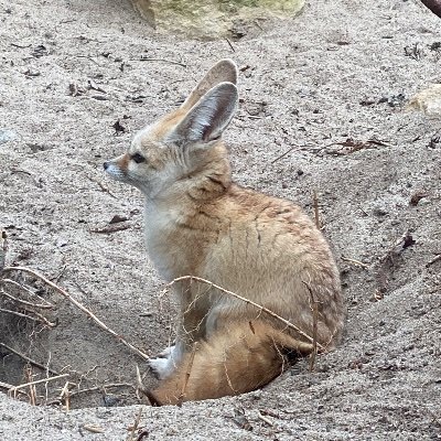 annakolota's profile picture. 