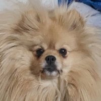 アレキ (@myneith) 's Twitter Profile