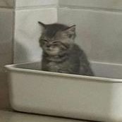 softhoneyyy_'s profile picture. she / her | 19 | disabled artist