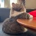 meow (@zerebrah) Twitter profile photo meow (@zerebrah) Twitter profile photo