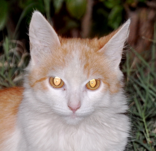 josiemartino's profile picture. Agencia Candes Centro plaza