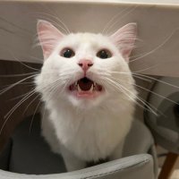 lele ★ (@smoltily) 's Twitter Profile