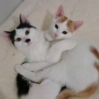Salep&Pekmez (@salepvepekmez) Twitter profile photo