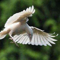 White Raven 🍀 (@colleend5000) 's Twitter Profile