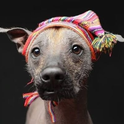 Badog Investigaciones 🇵🇪さんのプロフィール画像
